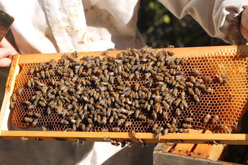 Why Bees are Crucial to the Health of a Vineyard