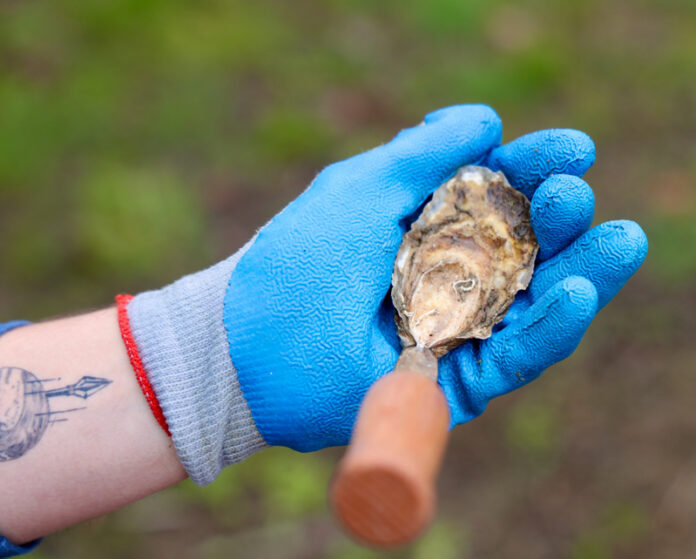 Oyster Shucking 101 Edible Vineyard